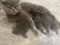 Scottish fold ve Straight GRİ