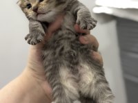 Tabby cinsi scottish fold kızımız yuvasını arıyor
