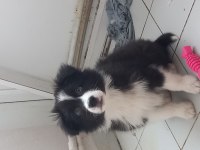 Border collie birinci sınıf acarlar sarıyer