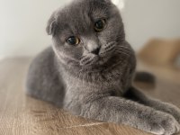 Scottish fold kısırlaştırılmış dişi