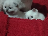 Blue point scottish fold izmir buca
