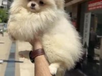Pomeranian Boo bebekler