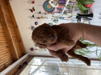 Safkan red brown Toy poodle