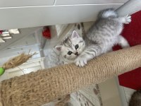 British shorthair kedim