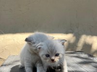 MÜKEMMEL BLUEPOİNT YAVRU KEDİLER