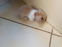 Hollanda Teddy Lop tavşan yavruları