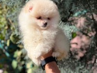 Safgan Irk Garantisi Yavrularımız Pomeranian Boo