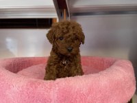 Bebek Yüzlü Toy Poodle Yavrularımız