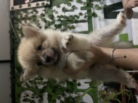 Yavru pomeranian 40 günlük