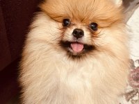 Irk Ve Kg Garantili Pomeranian Boo Yavrumuz