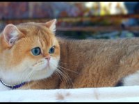 British shorthair oğlumuz