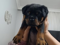 Rottweiler yavruları