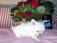 Çay fincanı white terrier bebek