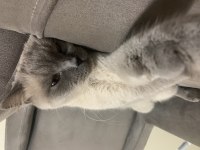Bu yakışıklı british shorthair oğlumuzu sahiplendiriyoruz