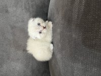 Blue Point Scottish ve Scottish Fold Yavru