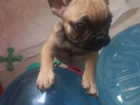 Sağlıklı Fransız Bulldog Yavrular