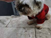 Köpeğimiz sahiplendirilecektir
