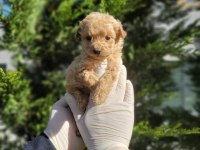 Sevgi Dolu Maltipoo Yavrularımız