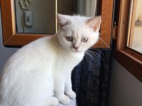 British blue point