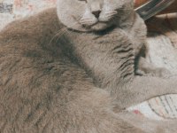 Erkek scottish fold kedimi sahiplendireceğim
