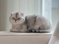 Ailemizin Bir Parçası Kedimize En Güzel Yuvayı Arıyoruz
