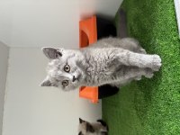 Irk Garantili British Shorthair