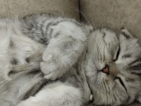 GÖZ BEBEĞİ SCOTTİSH FOLD KEDİMİZ