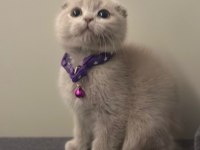 Özel renk scottish fold lilac renk anatomi harikası