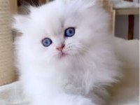 British scottish longhair yavrularımız teslime hazır