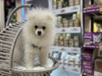 Beyaz erkek pomeranian yavru