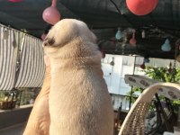 SIFIR BURUN GÜL KUYRUKLU PUG MOPS YAVRULAR