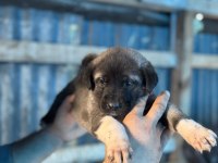 Kara boğa yavru köpekler için