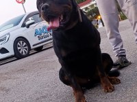 1 buçuk yaşındaki aktif erkek rottweiler