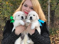 Golden Retriever Kapıda Ödeme Hizmetimiz Vardır