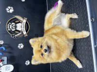 Uygun Annelik Tecrübeli Dişi Pomeranian Boo