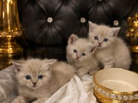 2 aylık british shorthair bebekler