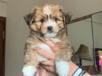 Gold marke morkie bebekler