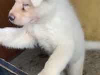 Beyaz Akita 