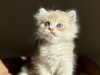 Harika Renk Blue Golden Ay11 British Longhair