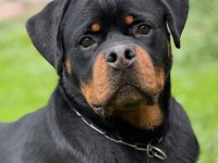Avrupa şampiyonu rottweiler yavrusu 10 aylık erkek