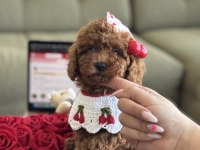 Yavru poodle kızım Cherry
