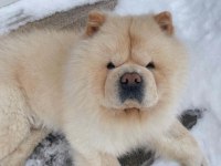 Tombik Chow Chow Bebekler