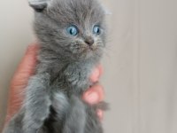 1 aylık british shorthair yavrular