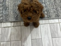 Toy Poodle Orjinal