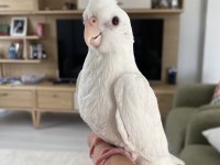 Yavru Sultan Papağanlar