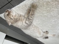 Scottish fold whiskey yuva arıyor