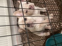 2 Aylık Lilac Tan Platinum Erkek Mavi Göz French Bulldog