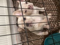 2 AYLIK LİLAC TAN PLATİNUM ERKEK MAVİ GÖZ FRENCH BULLDOG