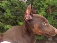 Estetikli şecereli king doberman