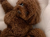 A kalite garantili toy poodle yavrular